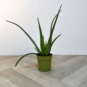 Aloe Barbadensis Miller (Pot Size 12cm) Aloe Vera