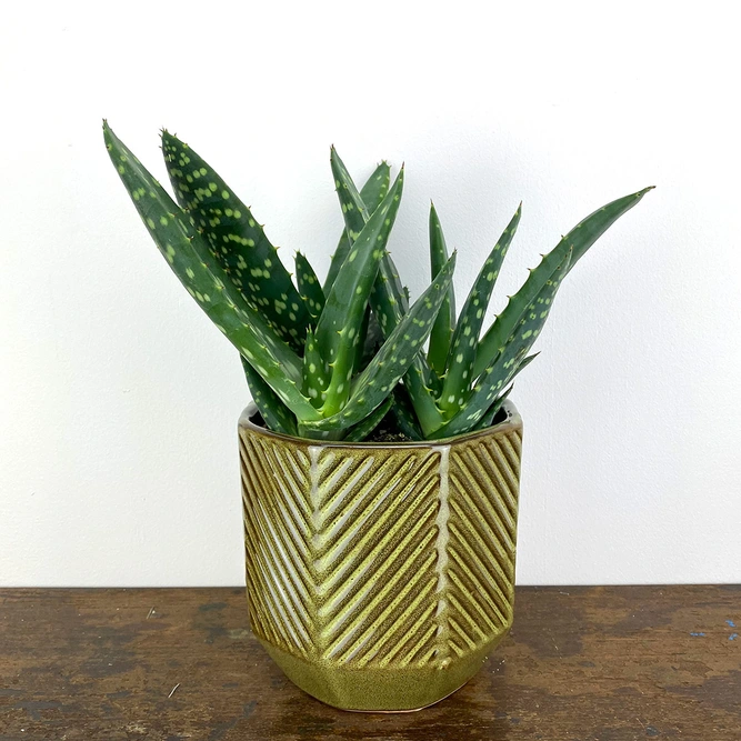 Aloe paradisicum (Pot Size 10.5cm) Jurassic dino  - image 1