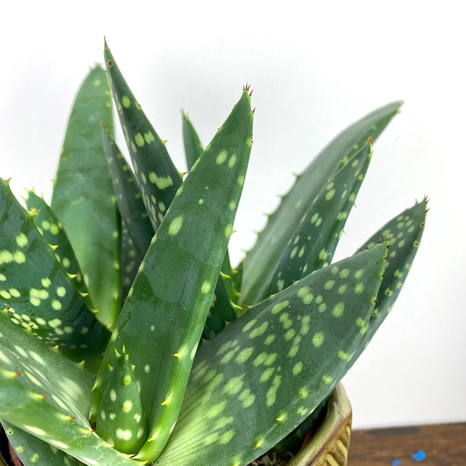 Aloe paradisicum (Pot Size 10.5cm) Jurassic dino  - image 2