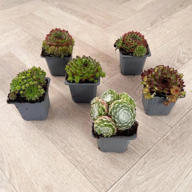 Sempervivum Mix 6 Pack (Pot Size 7cm) Alpine Plants – Houseleek - image 2