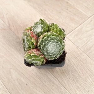 Sempervivum Mix 6 Pack (Pot Size 7cm) Alpine Plants – Houseleek - image 3