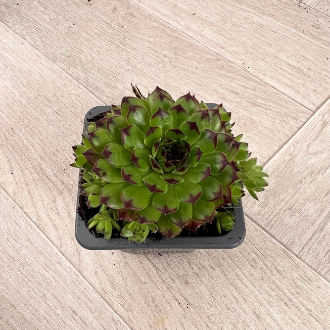 Sempervivum Mix 6 Pack (Pot Size 7cm) Alpine Plants – Houseleek - image 4