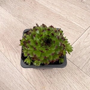 Sempervivum Mix 6 Pack (Pot Size 7cm) Alpine Plants – Houseleek - image 4