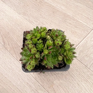 Sempervivum Mix 6 Pack (Pot Size 7cm) Alpine Plants – Houseleek - image 5