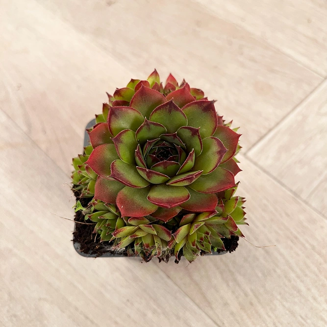 Sempervivum Mix 6 Pack (Pot Size 7cm) Alpine Plants – Houseleek - image 6