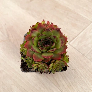 Sempervivum Mix 6 Pack (Pot Size 7cm) Alpine Plants – Houseleek - image 6