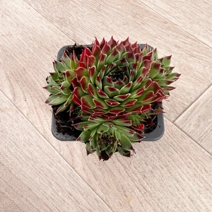 Sempervivum Mix 6 Pack (Pot Size 7cm) Alpine Plants – Houseleek - image 7