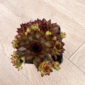 Sempervivum Mix 6 Pack (Pot Size 7cm) Alpine Plants – Houseleek - image 8