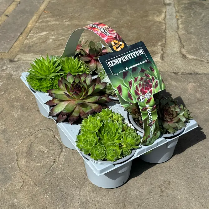 Sempervivum Mix 6 Pack (Pot Size 9cm) Alpine Plants – Houseleek - image 1