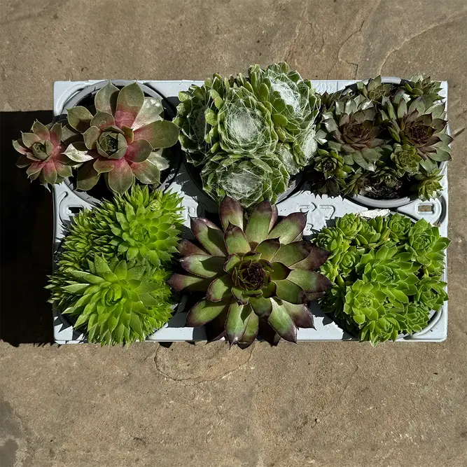 Sempervivum Mix 6 Pack (Pot Size 9cm) Alpine Plants – Houseleek - image 2