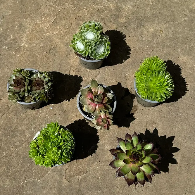 Sempervivum Mix 6 Pack (Pot Size 9cm) Alpine Plants – Houseleek - image 3