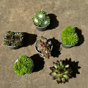 Sempervivum Mix 6 Pack (Pot Size 9cm) Alpine Plants – Houseleek - image 3