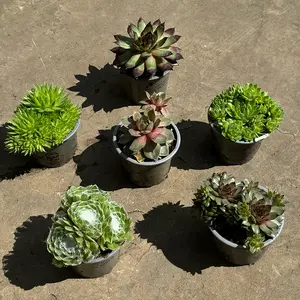 Sempervivum Mix 6 Pack (Pot Size 9cm) Alpine Plants – Houseleek - image 4