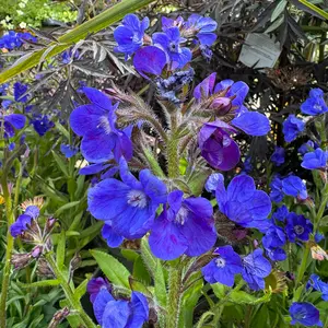 Anchusa azurea 'Loddon Royalist' (Pot Size 3L) Loddon Royalist Italian Bugloss