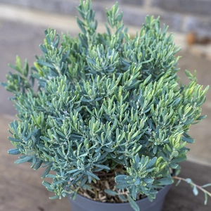 Andromeda polifolia ‘Blue Ice’ (Pot Size 2L) Bog Rosemary ‘Blue Ice’ - image 3