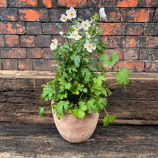 Anemone 'Elfin Swan' (Pot Size 2L) Windflower - image 2