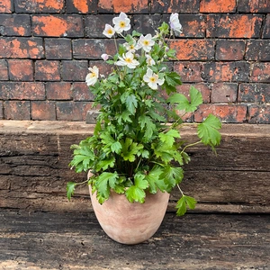 Anemone 'Elfin Swan' (Pot Size 2L) Windflower - image 2