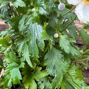 Anemone 'Elfin Swan' (Pot Size 2L) Windflower - image 3