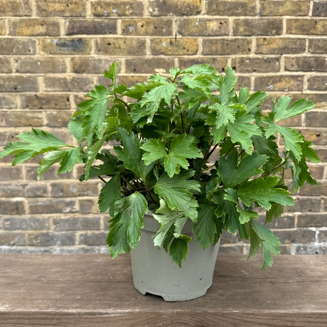 Anemone 'Ruffled Swan' (Pot Size 2L) Japanese Anemone - image 2