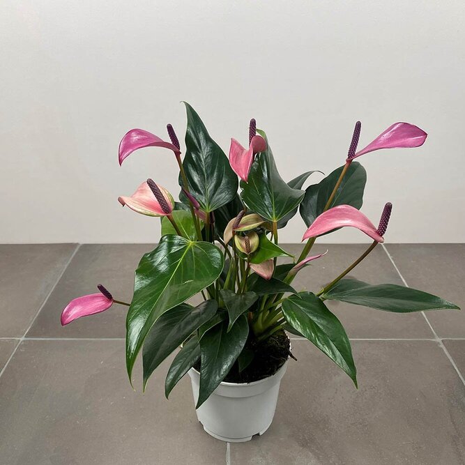 Anthurium andraeanum 'Royal Zizou' (Pot Size 12cm)  Flamingo flower - image 4