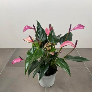 Anthurium andraeanum 'Royal Zizou' (Pot Size 12cm)  Flamingo flower - image 4