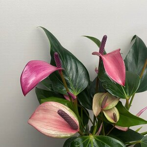 Anthurium andraeanum 'Royal Zizou' (Pot Size 12cm)  Flamingo flower - image 3