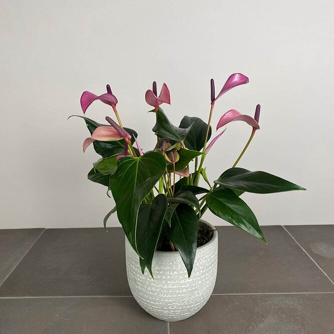 Anthurium andraeanum 'Royal Zizou' (Pot Size 12cm)  Flamingo flower - image 6