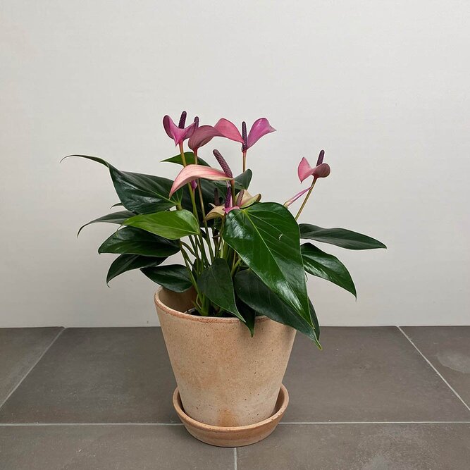Anthurium andraeanum 'Royal Zizou' (Pot Size 12cm)  Flamingo flower - image 7