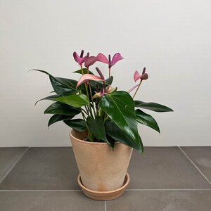 Anthurium andraeanum 'Royal Zizou' (Pot Size 12cm)  Flamingo flower - image 7