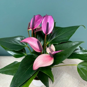 Anthurium andraeanum 'Royal Zizou' (Pot Size 12cm)  Flamingo flower