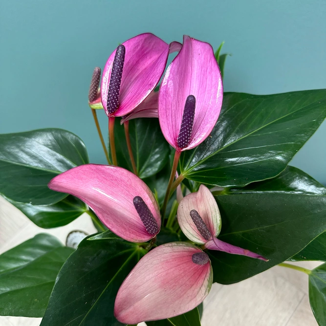 Anthurium andraeanum 'Royal Zizou' (Pot Size 12cm)  Flamingo flower - image 2