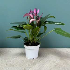 Anthurium andraeanum 'Royal Zizou' (Pot Size 12cm)  Flamingo flower - image 5