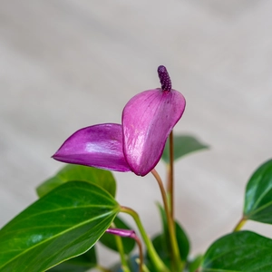 Anthurium andraeanum 'Royal Zizou Purple' (Pot Size 7cm) Flamingo Flower - image 1