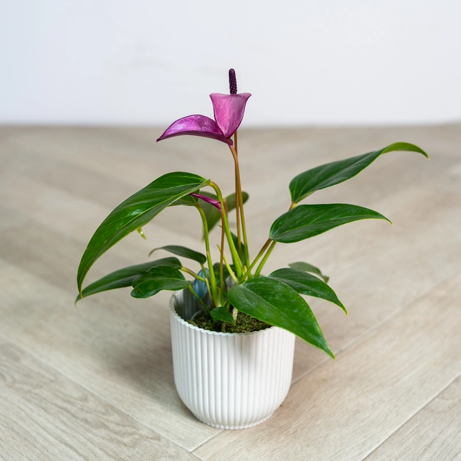 Anthurium andraeanum 'Royal Zizou Purple' (Pot Size 7cm) Flamingo Flower - image 2