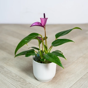 Anthurium andraeanum 'Royal Zizou Purple' (Pot Size 7cm) Flamingo Flower - image 2