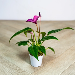 Anthurium andraeanum 'Royal Zizou Purple' (Pot Size 7cm) Flamingo Flower - image 3