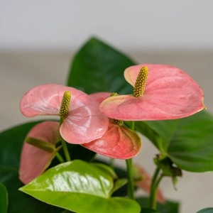 Anthurium andraeanum 'Spirit Champion' (Pot Size 12cm)  Flamingo Flower
