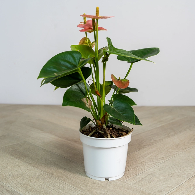 Anthurium andraeanum 'Spirit Champion' (Pot Size 12cm)  Flamingo Flower - image 2