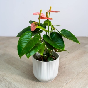 Anthurium andraeanum 'Spirit Champion' (Pot Size 12cm)  Flamingo Flower - image 3