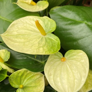Anthurium andraeanum 'Vanilla' (Pot Size 12cm) Flamingo Flower - image 2
