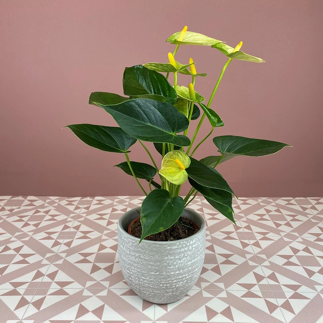 Anthurium andraeanum 'Vanilla' (Pot Size 12cm) Flamingo Flower - image 1