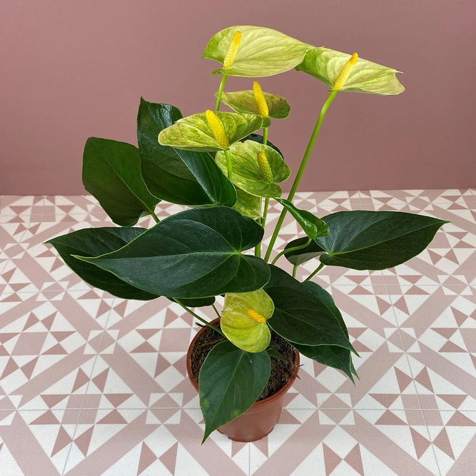 Anthurium andraeanum 'Vanilla' (Pot Size 12cm) Flamingo Flower - image 3