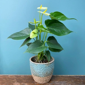 Anthurium andraeanum 'Vanilla' (Pot Size 9cm) Flamingo Flower - image 1