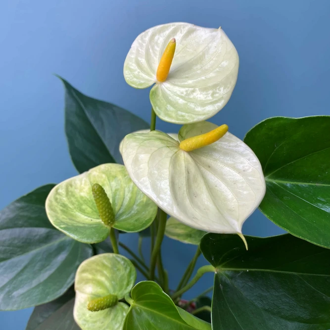 Anthurium andraeanum 'Vanilla' (Pot Size 9cm) Flamingo Flower - image 2