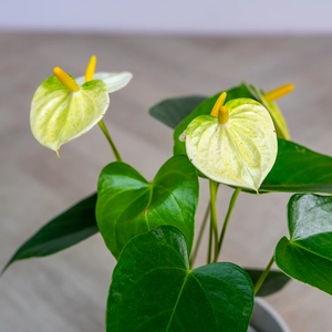 Anthurium andraeanum 'Yellow Champion' (Pot Size 12cm) Flamingo Flower - image 1