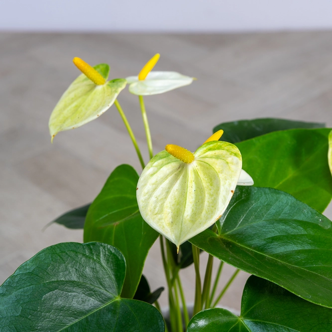 Anthurium andraeanum 'Yellow Champion' (Pot Size 12cm) Flamingo Flower - image 2