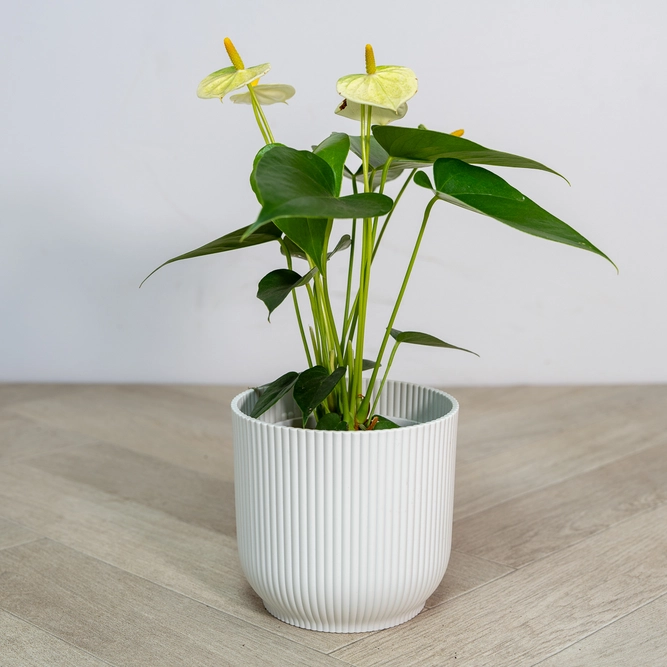 Anthurium andraeanum 'Yellow Champion' (Pot Size 12cm) Flamingo Flower - image 3