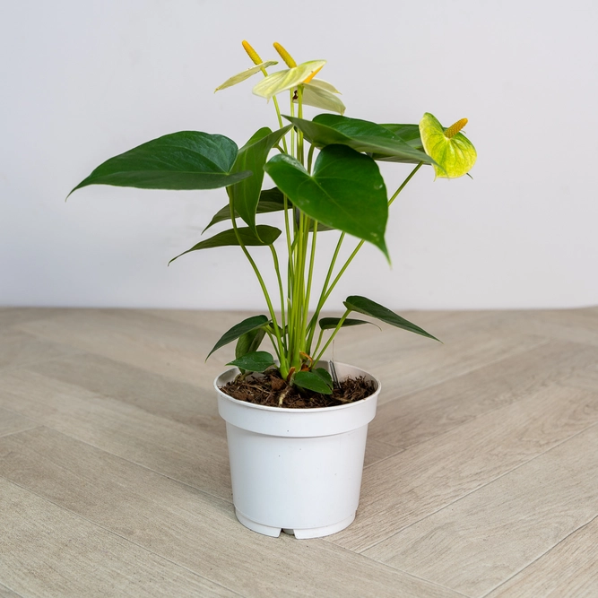 Anthurium andraeanum 'Yellow Champion' (Pot Size 12cm) Flamingo Flower - image 4
