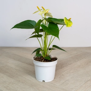 Anthurium andraeanum 'Yellow Champion' (Pot Size 12cm) Flamingo Flower - image 4
