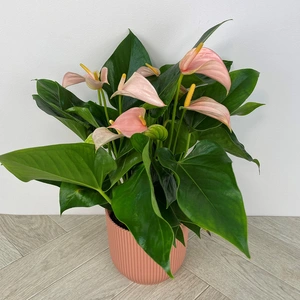 Anthurium andreanum 'Joli Peach' (Pot Size 12cm) Flamingo Flower - image 1